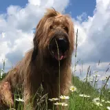Hund auf einer Wiese