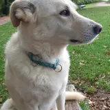 weißer Hund, der dem Berater Hr. Beumers gehört