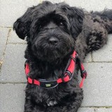 kleiner schwarzer Hund mit rotem Halsband