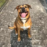 Ein Hund sitzt mit hechelnder Zunge auf der Straße