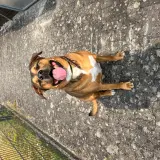 Braun schwarzer Hund blickt in die Kamera