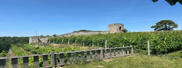 Naturbild von einem Weinberg mit einer Ruine