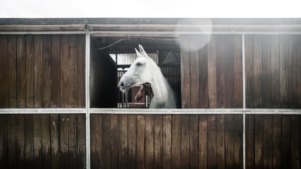 Weißes Pferd blickt aus einem Stallfenster