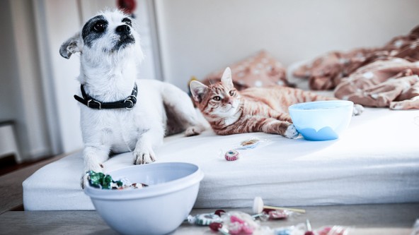 Hund und Katze liegen zusammen auf Matratze 