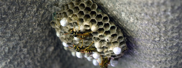 Wespen bauen an einem Nest