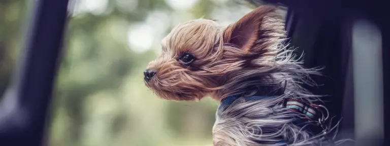 Langhaariger Hund blickt aus geöffnetem Fenster in einem fahrenden Auto