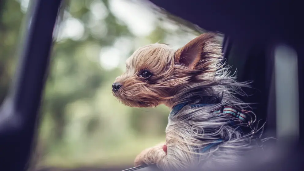 Langhaariger Hund blickt aus geöffnetem Fenster in einem fahrenden Auto