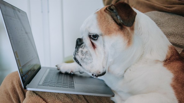 Hund schaut in einen Laptop