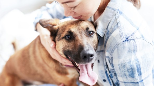 Großem Hund hängt Zunge aus dem Maul während er von einer Frau umarmt wird