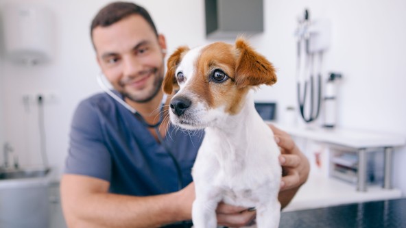 Hund bei Untersuchung beim Tierarzt