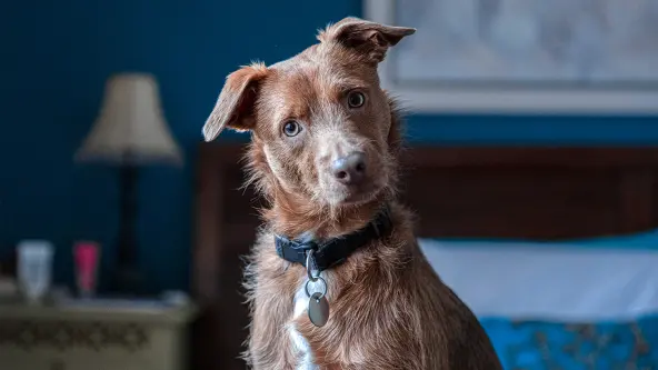 Ein dunkelbrauner Hund blickt mit schräg gelegtem Kopf in die Kamera